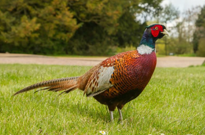 What FOWL is the TASTIEST?