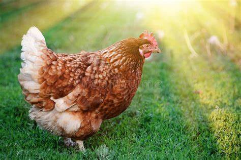 What FOWL is the TASTIEST?