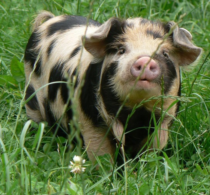 What piggy looks the most delicious?