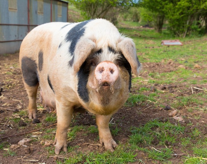 What piggy looks the most delicious?