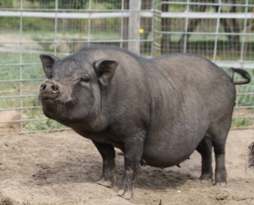 What piggy looks the most delicious?