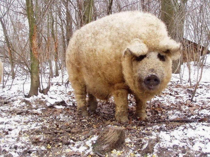 What piggy looks the most delicious?