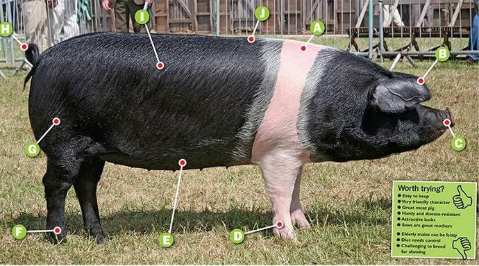 What piggy looks the most delicious?