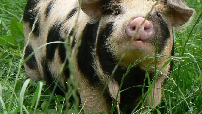 What piggy looks the most delicious?