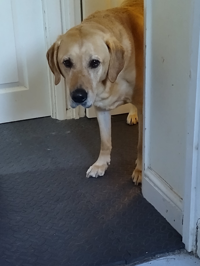 Please can everyone say something nice to my 17 year old Labrador who we sadly lost today?
