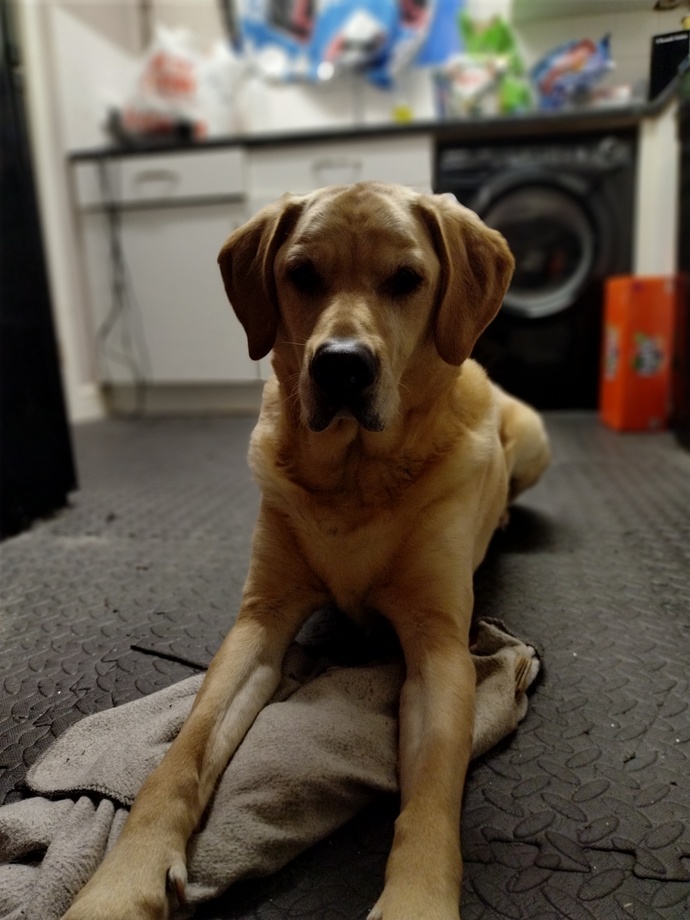 Please can everyone say something nice to my 17 year old Labrador who we sadly lost today?