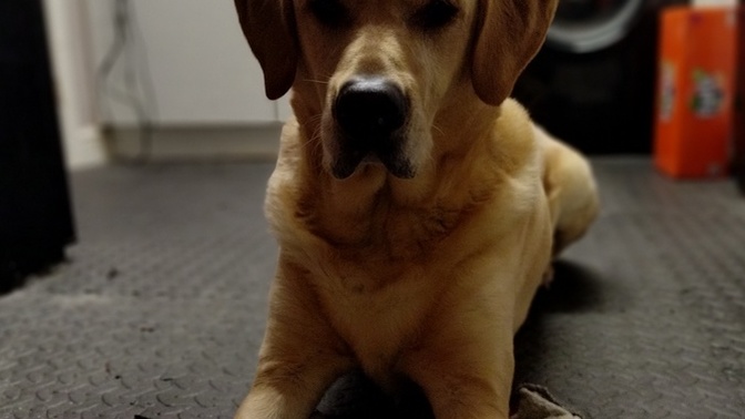 Please can everyone say something nice to my 17 year old Labrador who we sadly lost today?