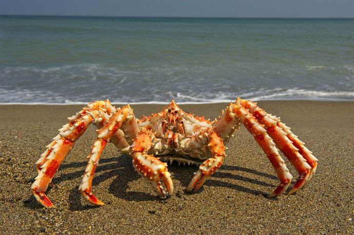 "Crabs rights"... or else Im gonna get "crabby"