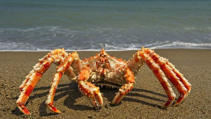 Do you support sexism in the decapod crustaceans taxonomy?