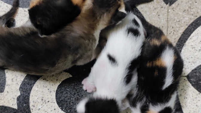 Girls, do you like guys that are into animal rescue?