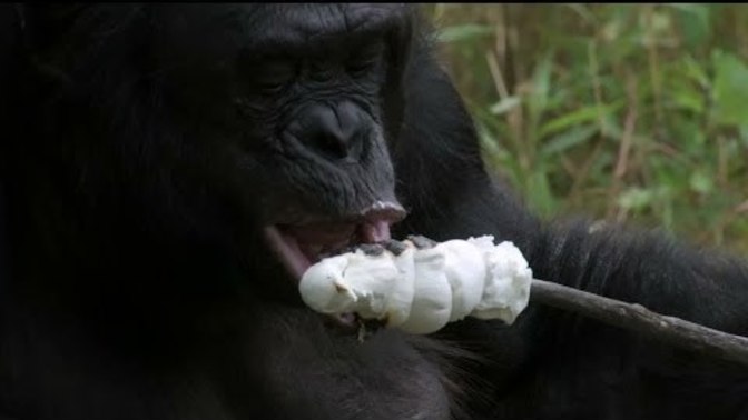 Monkey's now know how to make a fire, what are your thoughts?