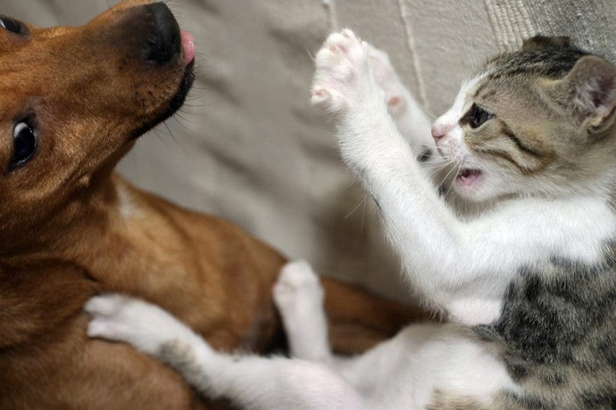 Cat people! would you date a dog person? And if youre a dog person, would you date a cat person?