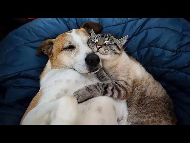 Cat people! would you date a dog person? And if youre a dog person, would you date a cat person?