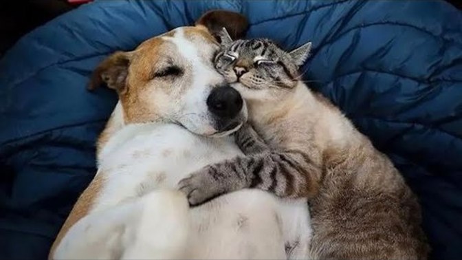 Cat people! would you date a dog person? And if you're a dog person, would you date a cat person?