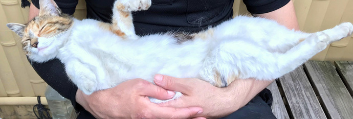 Are you a cat person or a dog person?