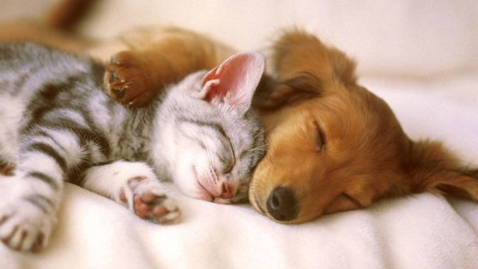 Are you a cat person or a dog person?