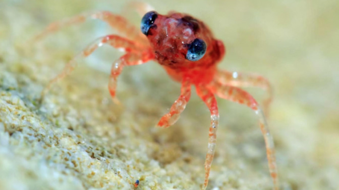 Is this baby crab the cutest of all?