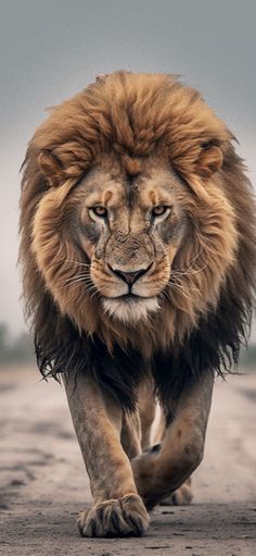 Who would win, Lion or Tiger?