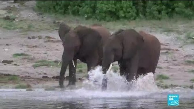 Should governments sanction countries which allow hunting of endangered animals?