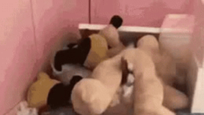 What is this cat doing to this poor teddy?