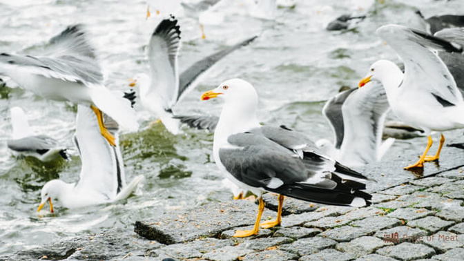 Have you ever eaten seagull? Was it good?