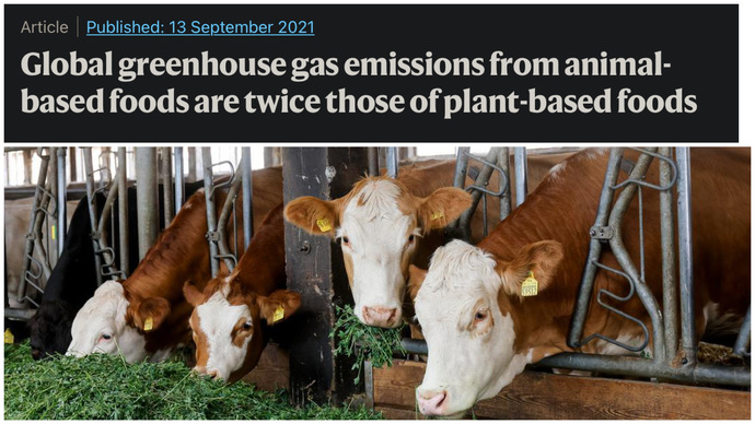 Is it ironic beef is killing us…in the U. S?