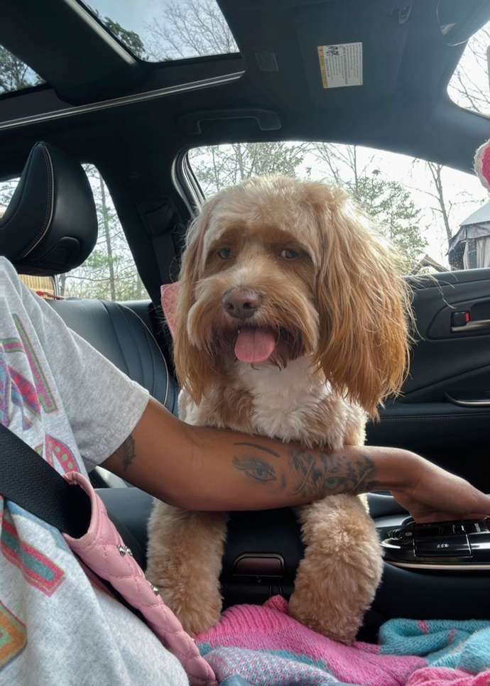 Say hi to my baby milo, can ya tell he spoiled rotten?
