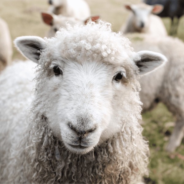 Are you the black sheep of your family?