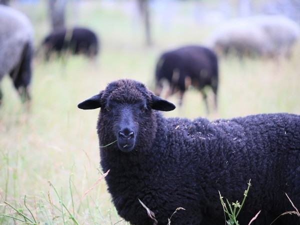 Are you the black sheep of your family?