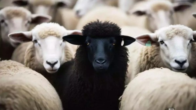 Are you the black sheep of your family?