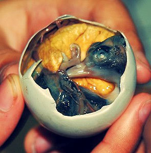 What’s the most unusual thing you’ve ever eaten?