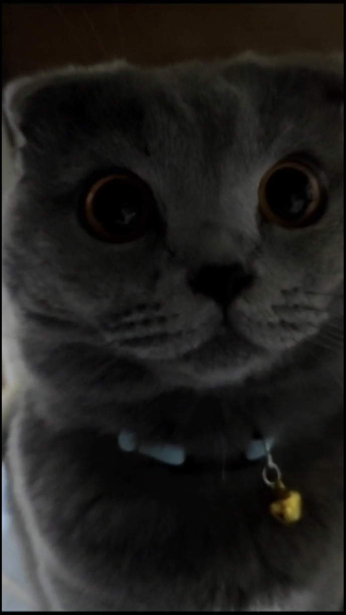 How is my catt? ?