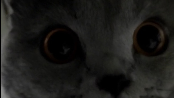 How is my catt? ?
