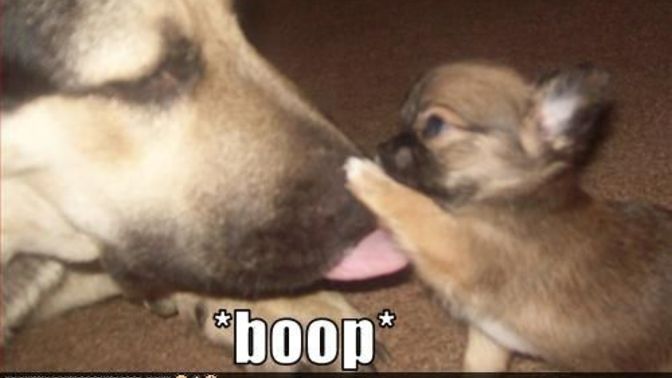 Are you excited about extra boop day?