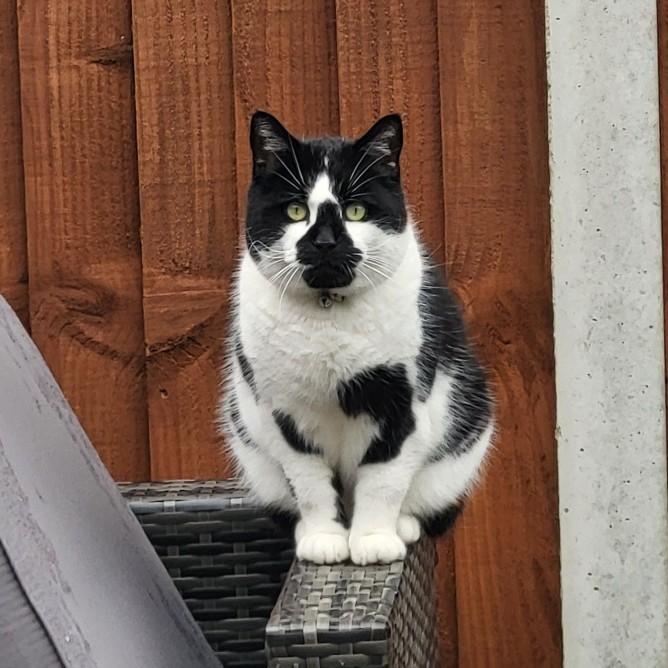 Which cat do you find the cutest?