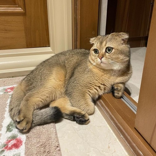 Which cat do you find the cutest?