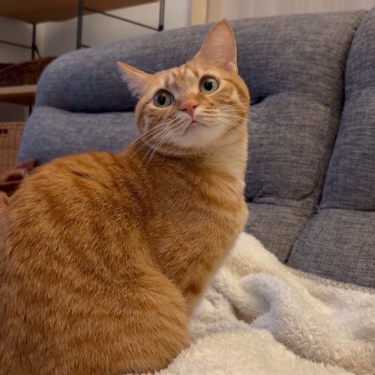 Which cat do you find the cutest?