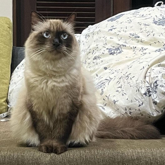 Which cat do you find the cutest?