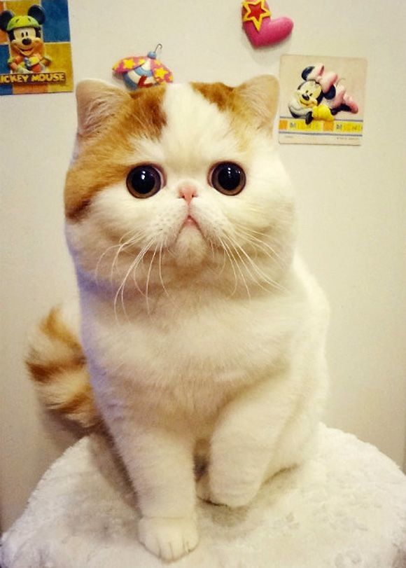 Which cat do you find the cutest?