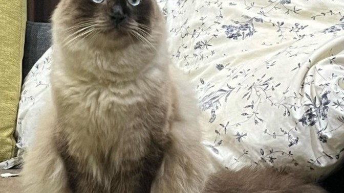 Which cat do you find the cutest?