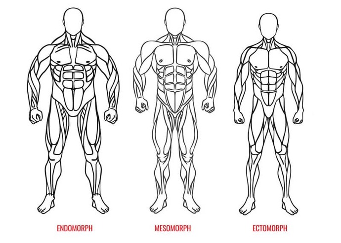 What is Brock Lesnar’s body type (mesomorph, ectomorph, endomorph)?