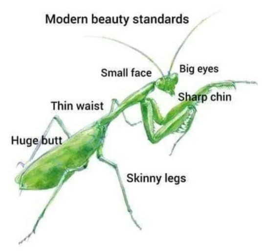 Do you fit the modern beauty standards lol?