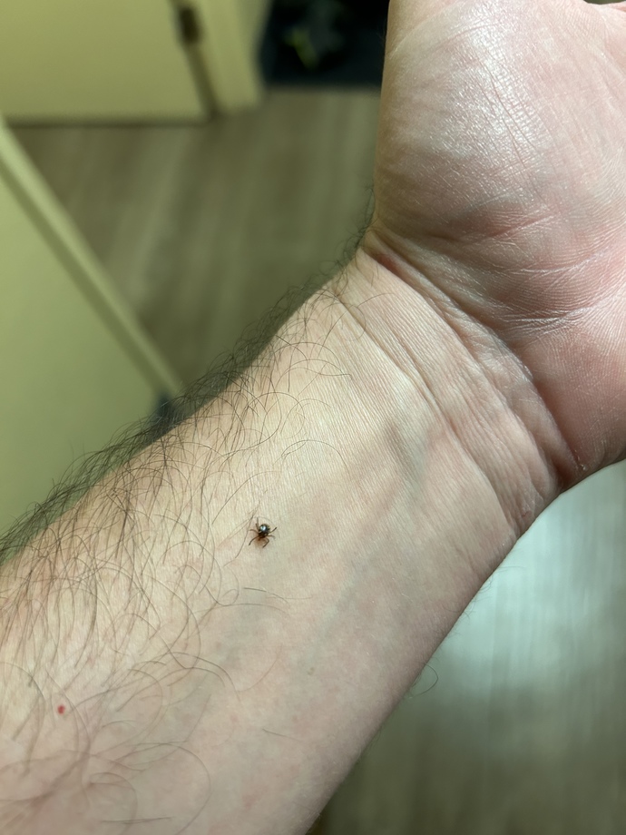 Have you ever gotten a tick?
