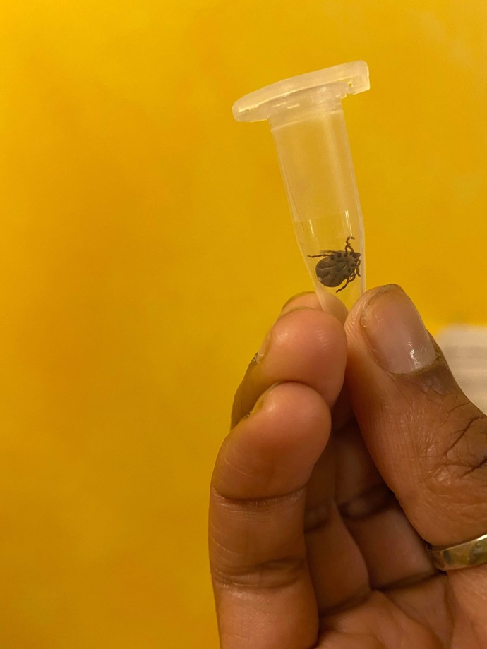 Have you ever gotten a tick?