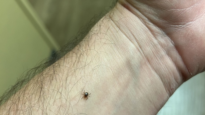 Have you ever gotten a tick?
