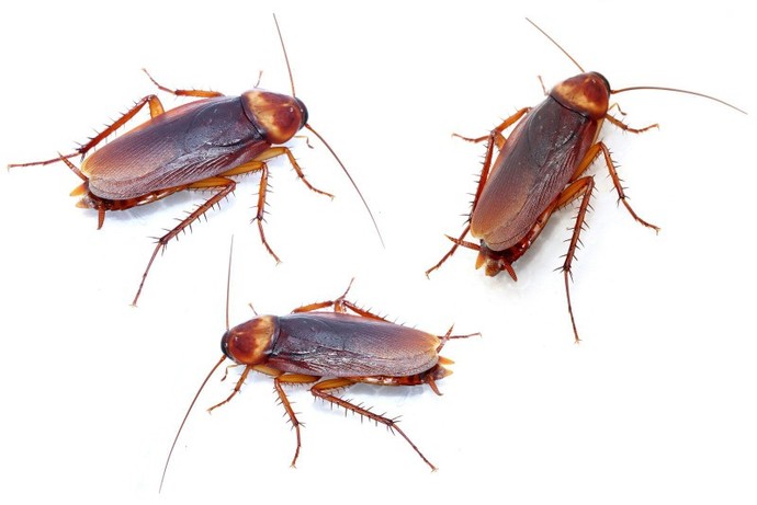 Out of these lovely creatures which is your least favorite?