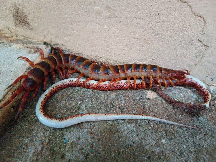 Out of these lovely creatures which is your least favorite?