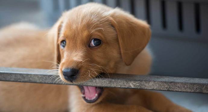Puppies.