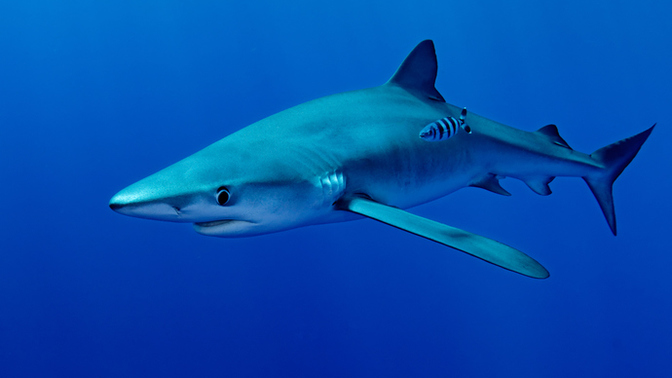 Why are sharks needed?