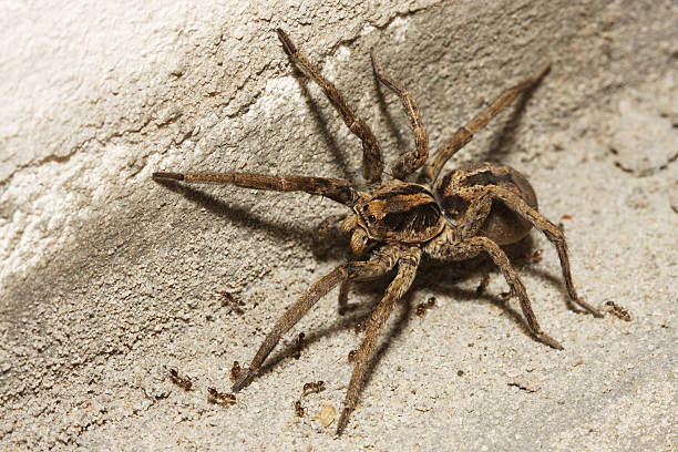 What aspects do you fear most about snakes and spiders?